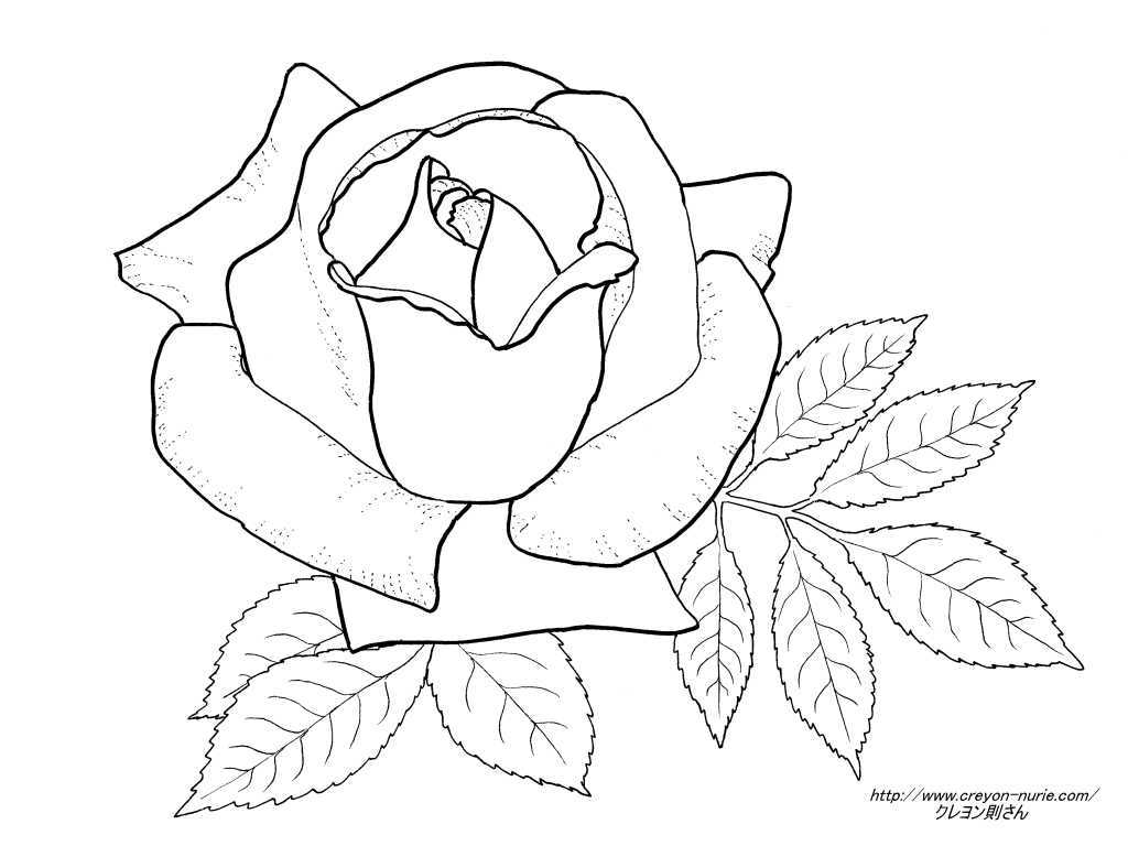 yellow rose coloring pages - photo #29