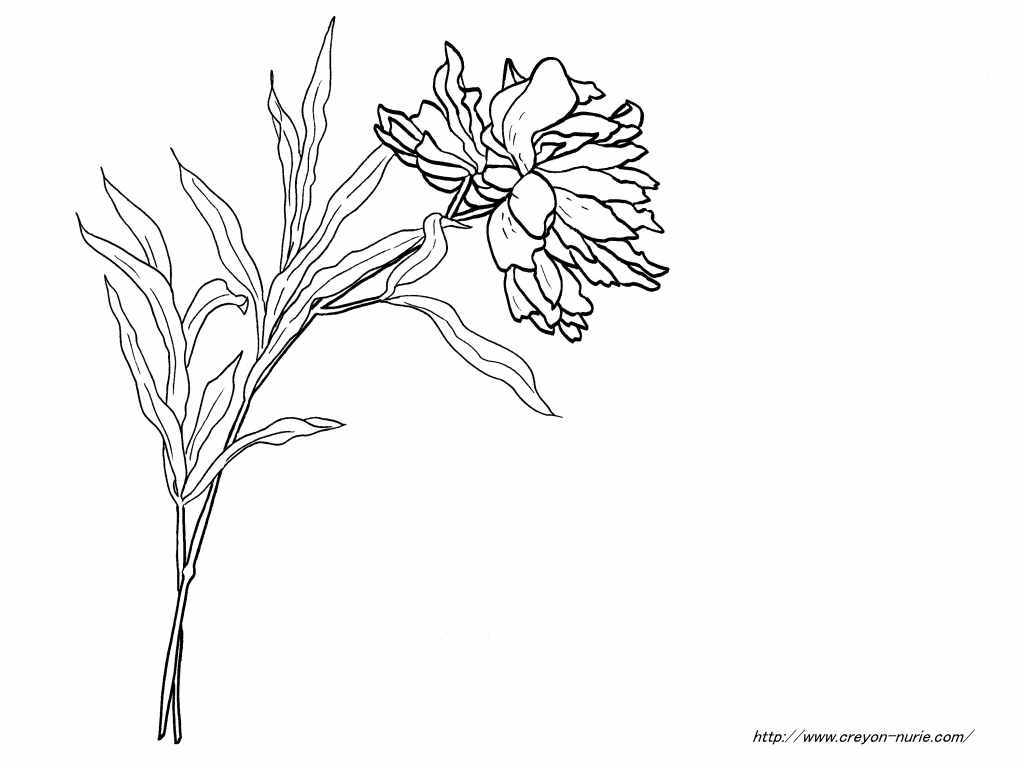 ケイト グリーナウェイの芍薬の挿絵のイラストの下絵 画像