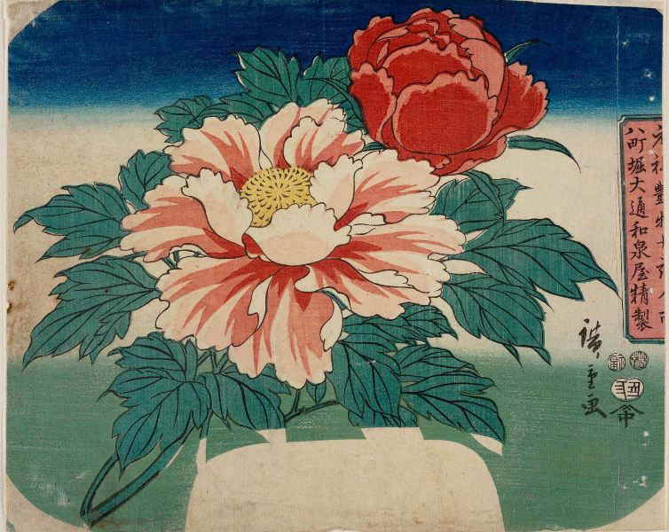 牡丹の花の団扇絵の塗り絵の下絵 画像