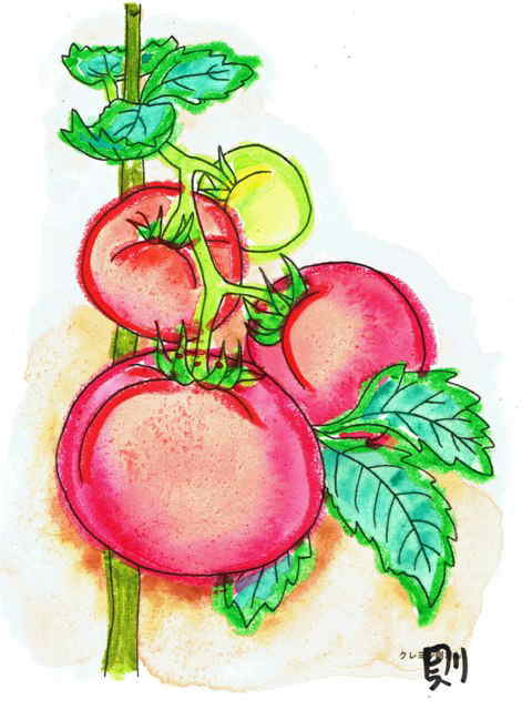 トマトのクレヨンはじき絵の塗り絵の下絵 画像