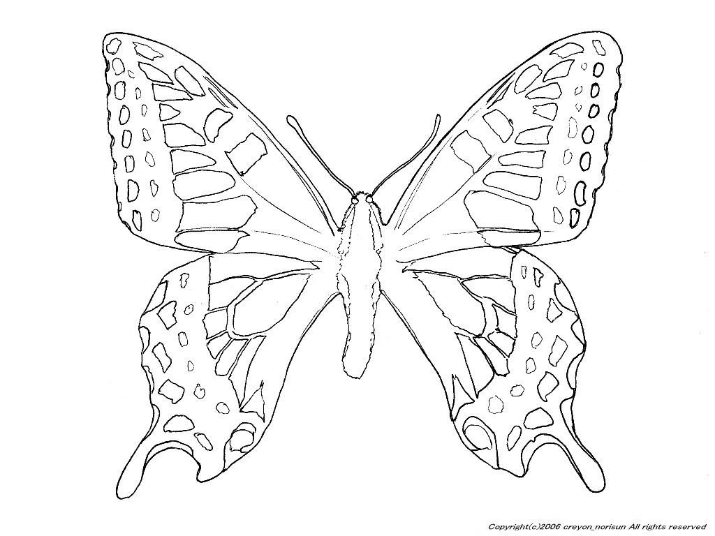 アゲハ蝶の塗り絵の下絵 画像