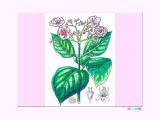紫陽花の植物画