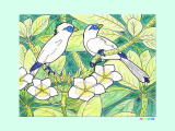 プルメリアと鳥の塗り絵