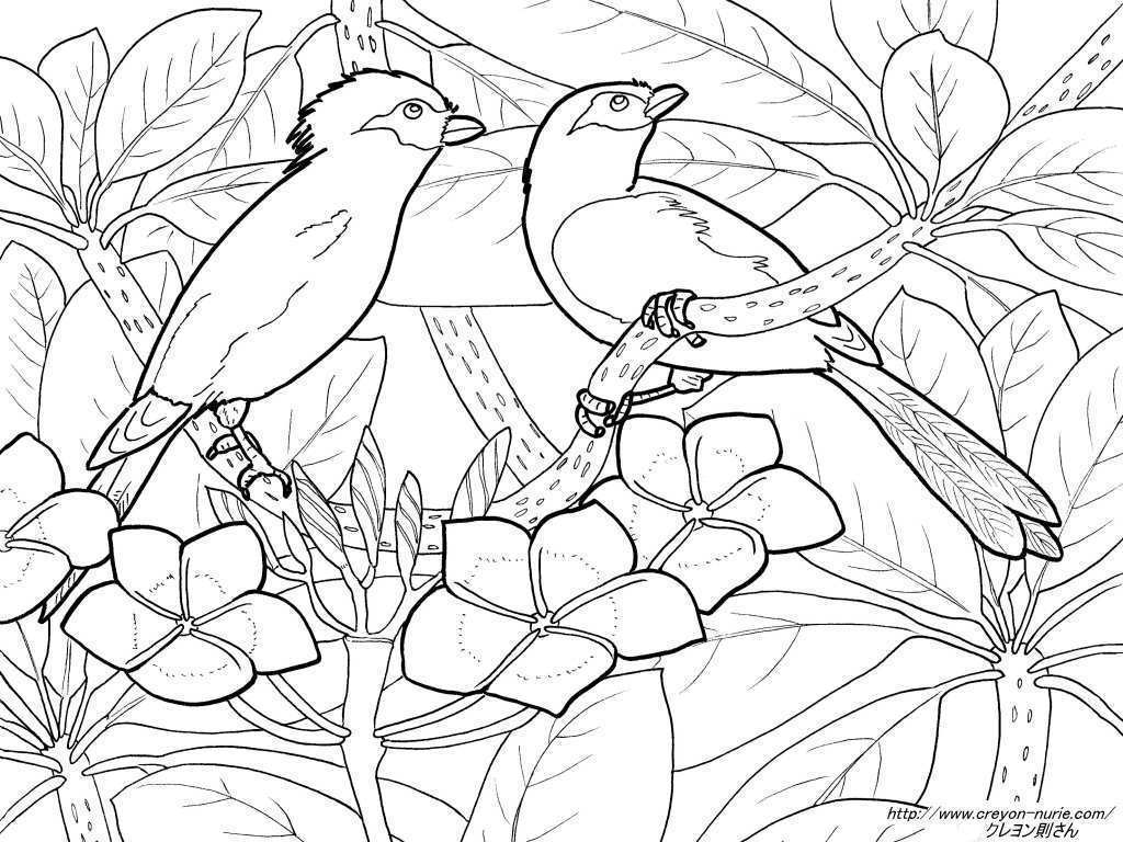 ２羽の鳥とプルメリアの花鳥画の塗り絵の下絵 画像