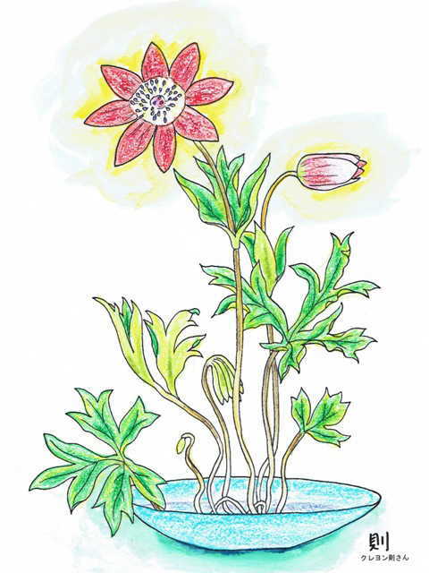 1月5日 1月10日 1月18日 1月日の誕生日の花のスターアネモネの塗り絵の下絵 画像