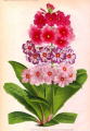 ２月１２日の誕生日の花のプリムラの塗り絵