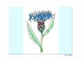 ３月５日、４月２４日、５月１１日の誕生日の花のヤグルマギクの植物画の塗り絵