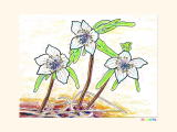 ２月３日の誕生日の花のセツブンソウの塗り絵