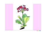 １月２５日の誕生日の花のプリムラの塗り絵