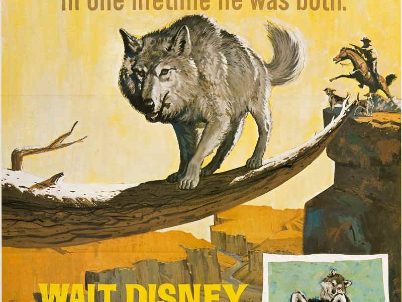 狼王ロボのディズニー映画のポスターの塗り絵の下絵 画像