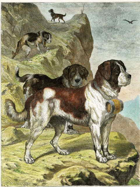 山岳のセントバーナード犬の塗り絵の下絵 画像