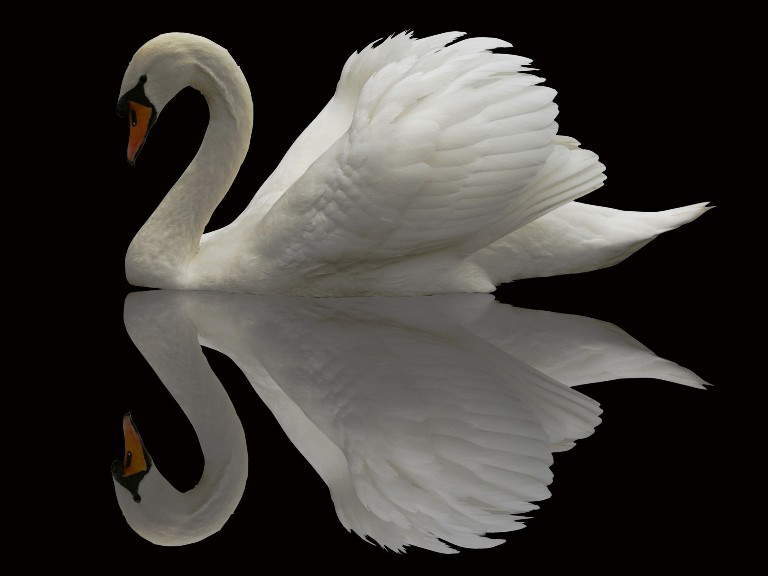 S Swan スワン白鳥の塗り絵の下絵 画像