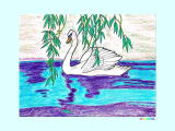 S,Swan スワン白鳥の塗り絵