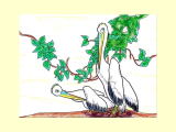 P,Pelican@QH̃yJ̓hG