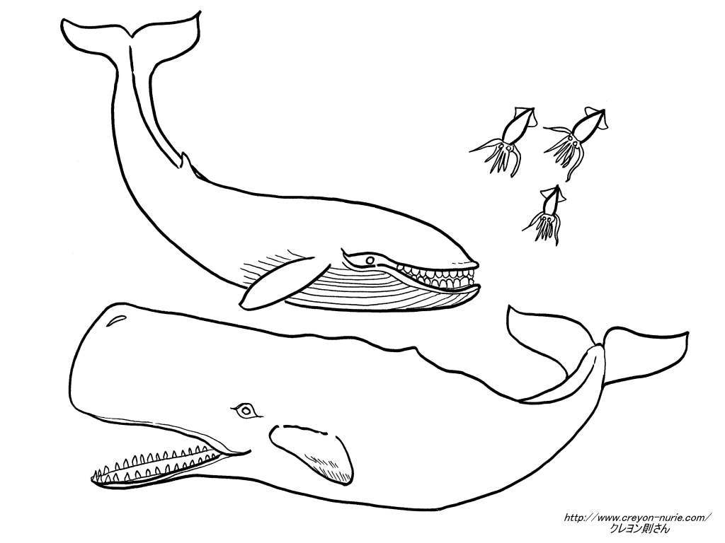 イワシクジラとマッコウクジラとイカのイラストの下絵