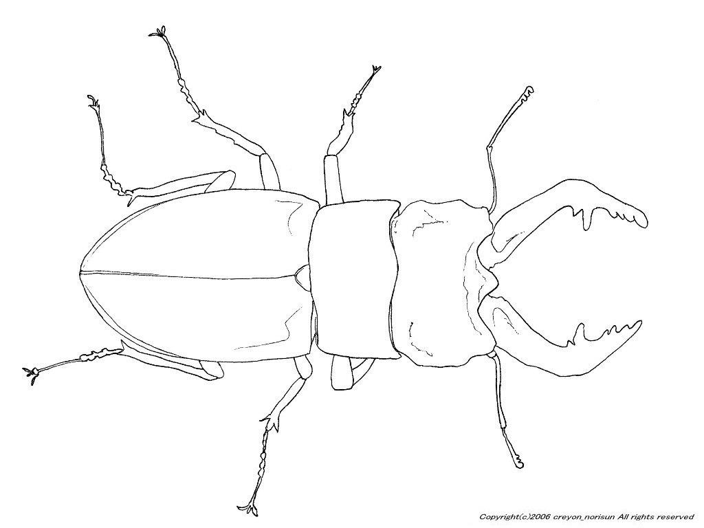 ノコギリクワガタの下絵 カブトムシ クワガタのぬりえ