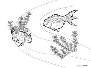 ２匹金魚と水草の塗り絵の下絵 画像