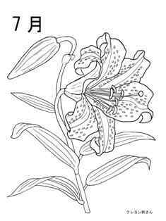 7月 やまゆりの花の塗り絵の下絵 画像