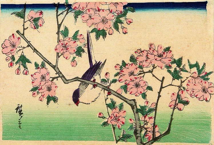 三代目広重の桜と小鳥の塗り絵の下絵 画像